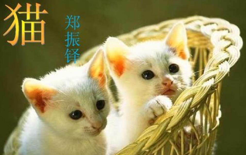 郑振铎《猫》.jpg